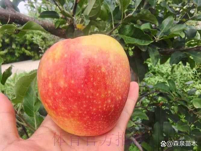 世界杯外围苹果最佳 世界杯外围苹果最佳